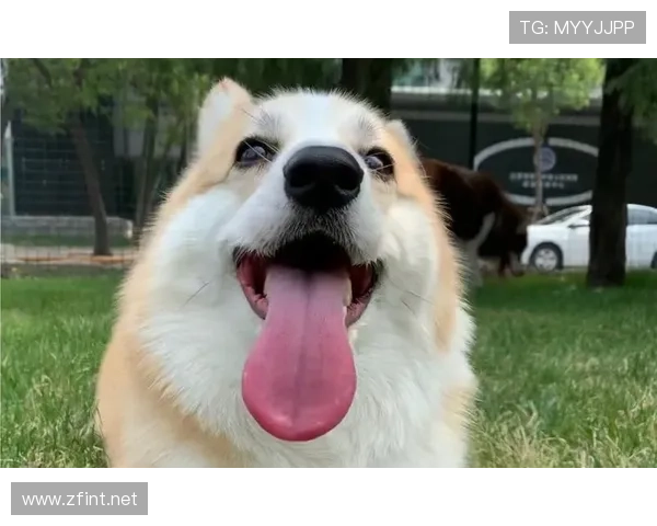 小罗退役后还在夜店蹦迪，豪宅里养了三只柯基